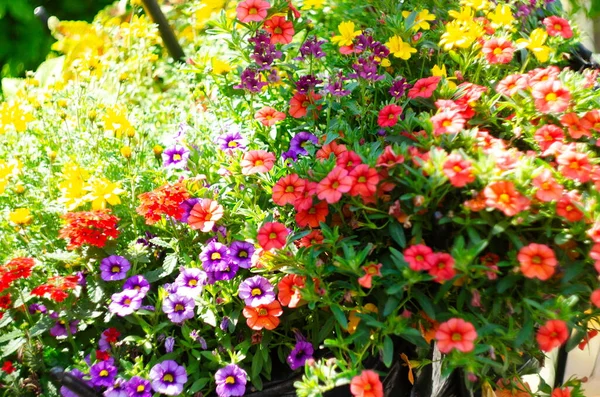 Jardim Galpão Cercado Por Plantas Coloridas Vasos Arbustos — Fotografia de Stock