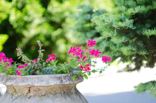 色とりどりの鉢植えや低木に囲まれた庭 — ストック写真