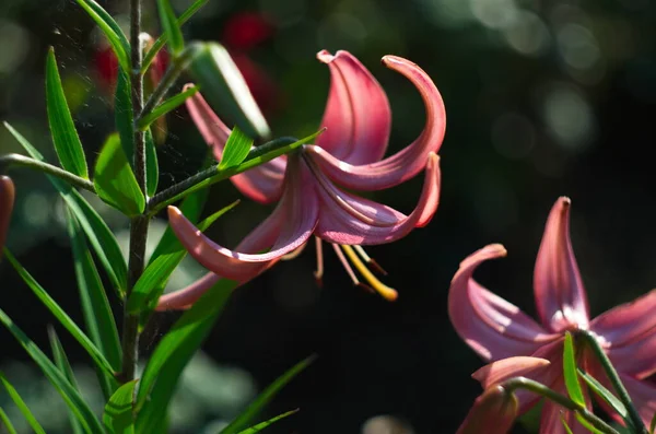 Lirio Rosa Jardín Flores Lilium Cerca — Foto de Stock