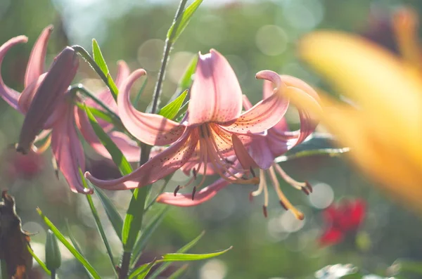 Růžová Lilie Zahradě Lilium Květiny Zavřít — Stock fotografie