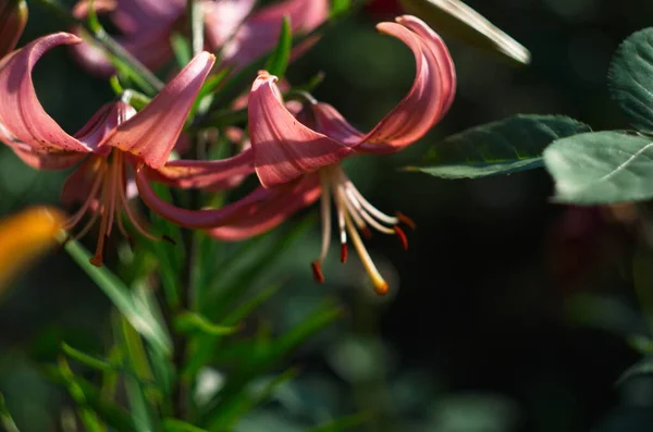 Bahçede Pembe Zambak Lilium Çiçekleri Yakın — Stok fotoğraf