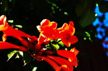 Turuncu çiçekli kampüs radyan ya da trompet sarmaşığı.