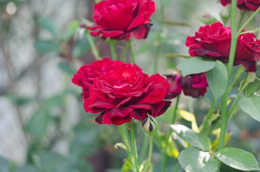 Bahçedeki şubede kırmızı gül