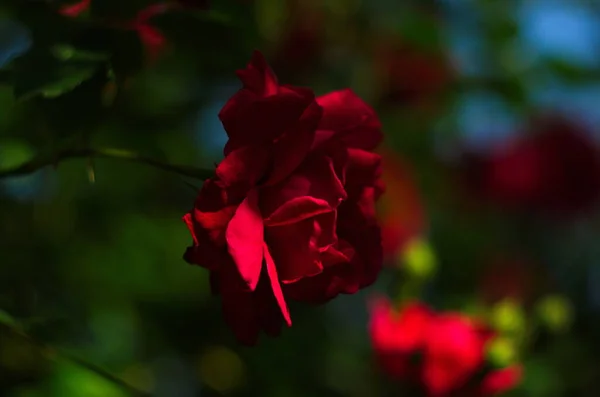 庭の枝に赤いバラ — ストック写真