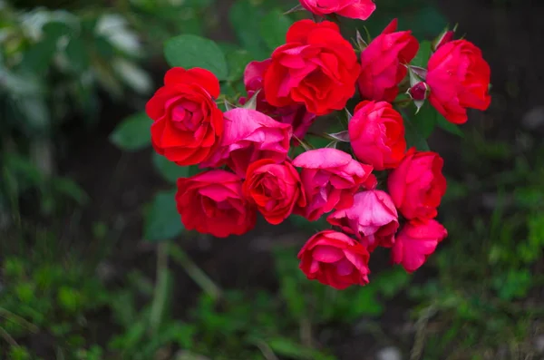 Red Rose Branch Garden — Stock Photo, Image