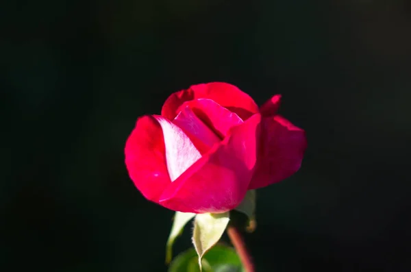 Rosa Roja Rama Jardín — Foto de Stock