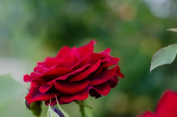 Красная Роза Ветке Саду — стоковое фото