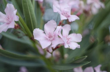 Yakın plan zakkum ya da ağaçta çiçek açan Neryum çiçeği. Güzel renkli çiçek arkaplanı