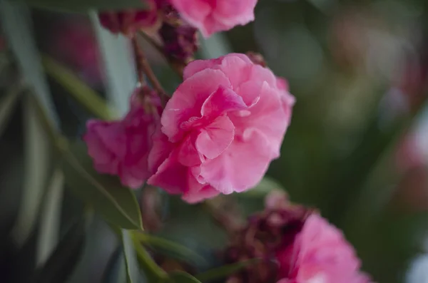 Zamknij Widok Oleander Lub Kwiat Nerium Kwitnące Drzewie Piękne Kolorowe — Zdjęcie stockowe