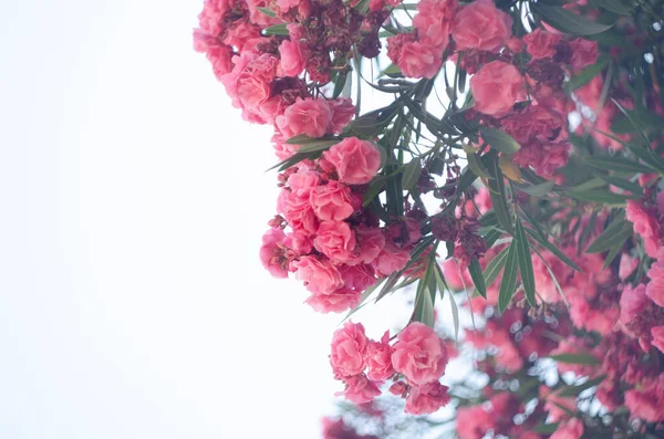 Zamknij Widok Oleander Lub Kwiat Nerium Kwitnące Drzewie Piękne Kolorowe — Zdjęcie stockowe