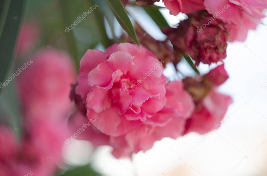 Close up view oleander or Nerium flower blossoming on tree. Beautiful colorful floral background