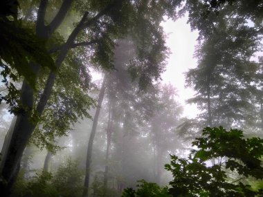 Sis içindeki orman. Sonbahar ormanı. Sabahları sisli sonbahar ormanı. Yaşlı ağaç. Ağaçlı manzara, renkli yeşil ve kırmızı yapraklar ve mavi sis. Doğa geçmişi. Karanlık sisli orman