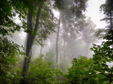 Sis içindeki orman. Sonbahar ormanı. Sabahları sisli sonbahar ormanı. Yaşlı ağaç. Ağaçlı manzara, renkli yeşil ve kırmızı yapraklar ve mavi sis. Doğa geçmişi. Karanlık sisli orman