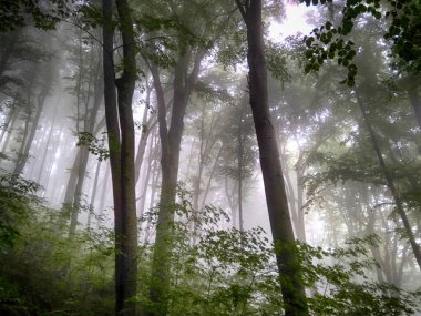 Sis içindeki orman. Sonbahar ormanı. Sabahları sisli sonbahar ormanı. Yaşlı ağaç. Ağaçlı manzara, renkli yeşil ve kırmızı yapraklar ve mavi sis. Doğa geçmişi. Karanlık sisli orman