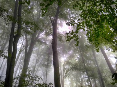 Sis içindeki orman. Sonbahar ormanı. Sabahları sisli sonbahar ormanı. Yaşlı ağaç. Ağaçlı manzara, renkli yeşil ve kırmızı yapraklar ve mavi sis. Doğa geçmişi. Karanlık sisli orman