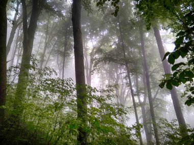 Sis içindeki orman. Sonbahar ormanı. Sabahları sisli sonbahar ormanı. Yaşlı ağaç. Ağaçlı manzara, renkli yeşil ve kırmızı yapraklar ve mavi sis. Doğa geçmişi. Karanlık sisli orman