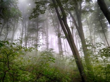 Sis içindeki orman. Sonbahar ormanı. Sabahları sisli sonbahar ormanı. Yaşlı ağaç. Ağaçlı manzara, renkli yeşil ve kırmızı yapraklar ve mavi sis. Doğa geçmişi. Karanlık sisli orman
