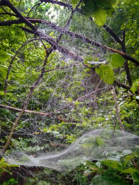 Sis içindeki orman. Sonbahar ormanı. Sabahları sisli sonbahar ormanı. Yaşlı ağaç. Ağaçlı manzara, renkli yeşil ve kırmızı yapraklar ve mavi sis. Doğa geçmişi. Karanlık sisli orman