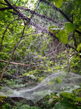 Sis içindeki orman. Sonbahar ormanı. Sabahları sisli sonbahar ormanı. Yaşlı ağaç. Ağaçlı manzara, renkli yeşil ve kırmızı yapraklar ve mavi sis. Doğa geçmişi. Karanlık sisli orman