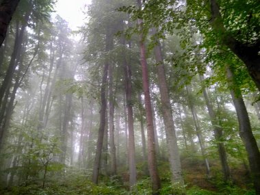 Sis içindeki orman. Sonbahar ormanı. Sabahları sisli sonbahar ormanı. Yaşlı ağaç. Ağaçlı manzara, renkli yeşil ve kırmızı yapraklar ve mavi sis. Doğa geçmişi. Karanlık sisli orman