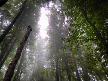 Sis içindeki orman. Sonbahar ormanı. Sabahları sisli sonbahar ormanı. Yaşlı ağaç. Ağaçlı manzara, renkli yeşil ve kırmızı yapraklar ve mavi sis. Doğa geçmişi. Karanlık sisli orman