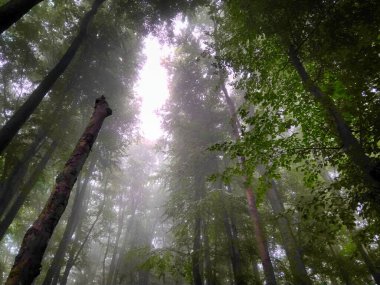 Sis içindeki orman. Sonbahar ormanı. Sabahları sisli sonbahar ormanı. Yaşlı ağaç. Ağaçlı manzara, renkli yeşil ve kırmızı yapraklar ve mavi sis. Doğa geçmişi. Karanlık sisli orman