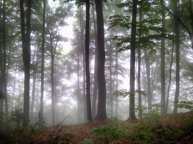Sis içindeki orman. Sonbahar ormanı. Sabahları sisli sonbahar ormanı. Yaşlı ağaç. Ağaçlı manzara, renkli yeşil ve kırmızı yapraklar ve mavi sis. Doğa geçmişi. Karanlık sisli orman