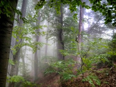 Sis içindeki orman. Sonbahar ormanı. Sabahları sisli sonbahar ormanı. Yaşlı ağaç. Ağaçlı manzara, renkli yeşil ve kırmızı yapraklar ve mavi sis. Doğa geçmişi. Karanlık sisli orman