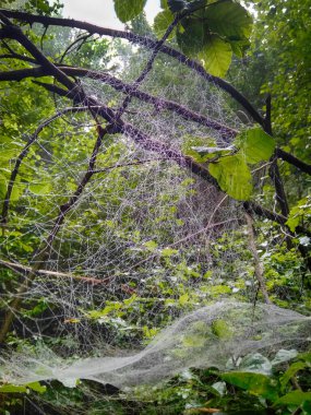Sis içindeki orman. Sonbahar ormanı. Sabahları sisli sonbahar ormanı. Yaşlı ağaç. Ağaçlı manzara, renkli yeşil ve kırmızı yapraklar ve mavi sis. Doğa geçmişi. Karanlık sisli orman