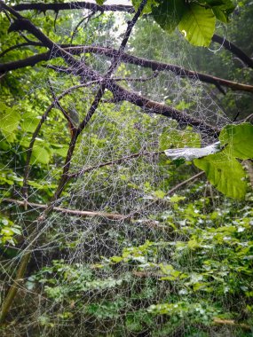 Sis içindeki orman. Sonbahar ormanı. Sabahları sisli sonbahar ormanı. Yaşlı ağaç. Ağaçlı manzara, renkli yeşil ve kırmızı yapraklar ve mavi sis. Doğa geçmişi. Karanlık sisli orman