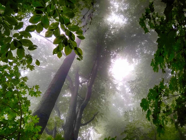 Forest in fog. Fall woods. Enchanted autumn forest in fog in the morning. Old Tree. Landscape with trees, colorful green and red foliage and blue fog. Nature background. Dark foggy forest