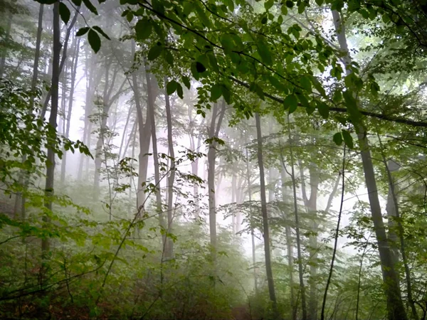 Las Mgle Spadające Lasy Zaczarowany Jesienny Las Mgle Rano Stare — Zdjęcie stockowe