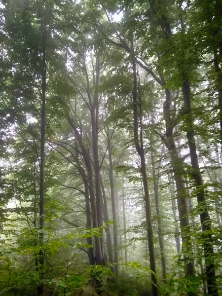 Foresta Nella Nebbia Boschi Autunno Incantato Foresta Autunnale Nella Nebbia — Foto Stock