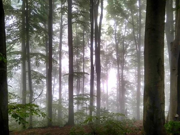 Foresta Nella Nebbia Boschi Autunno Incantato Foresta Autunnale Nella Nebbia — Foto Stock
