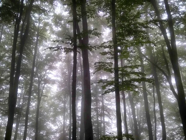 Sis içindeki orman. Sonbahar ormanı. Sabahları sisli sonbahar ormanı. Yaşlı ağaç. Ağaçlı manzara, renkli yeşil ve kırmızı yapraklar ve mavi sis. Doğa geçmişi. Karanlık sisli orman