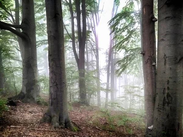 Foresta Nella Nebbia Boschi Autunno Incantato Foresta Autunnale Nella Nebbia — Foto Stock