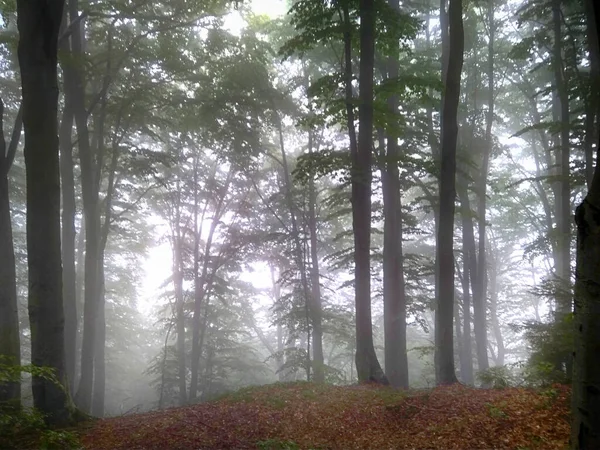 Woud Mist Val Het Bos Betoverd Herfstbos Mist Ochtend Oude — Stockfoto
