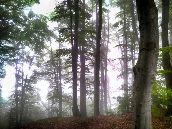 Foresta Nella Nebbia Boschi Autunno Incantato Foresta Autunnale Nella Nebbia — Foto Stock