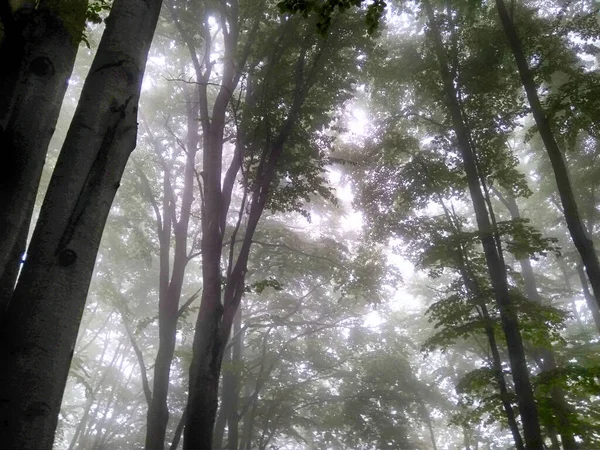 Forest Fog Fall Woods Enchanted Autumn Forest Fog Morning Old — Stock Photo, Image