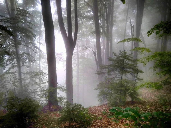 Foresta Nella Nebbia Boschi Autunno Incantato Foresta Autunnale Nella Nebbia — Foto Stock