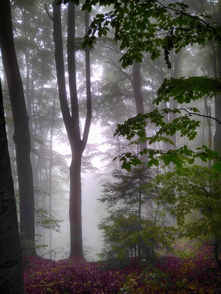 Foresta Nella Nebbia Boschi Autunno Incantato Foresta Autunnale Nella Nebbia — Foto Stock