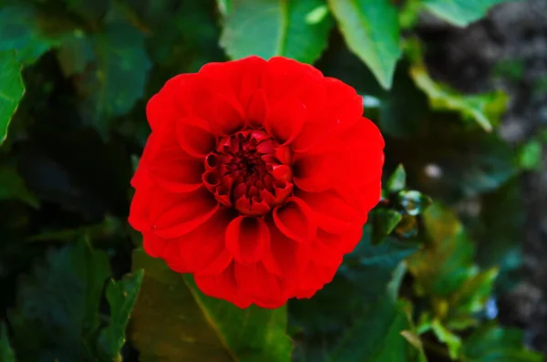 Flor Vermelha Dahlia Uma Flor Dahlia Luz Flor Vermelha — Fotografia de Stock