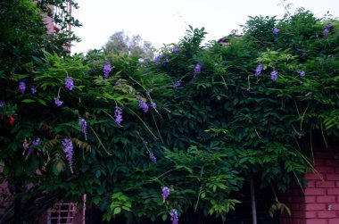 Wisteria, baklagiller familyasından, kokulu leylak çiçekleri olan, uzun ağaç dallarına benzeyen bir bitki cinsidir. Peyzaj.