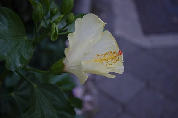 Zbliżenie Pięknego Dużego Żółtego Kwiatu Hibiskusa Czerwonym Środkiem Zielonymi Liśćmi — Zdjęcie stockowe