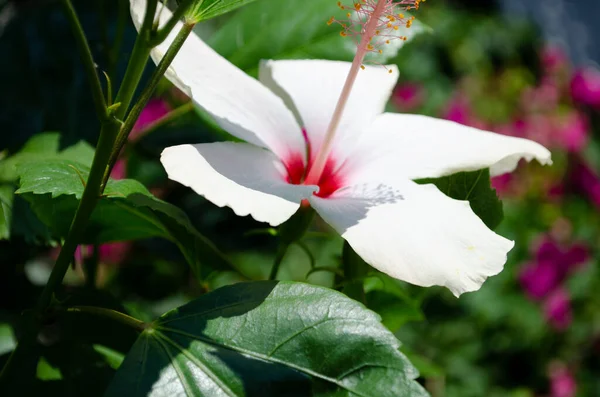 White Pink Flower Hibiscus Green Blurry Background Leaves — Stock Photo, Image