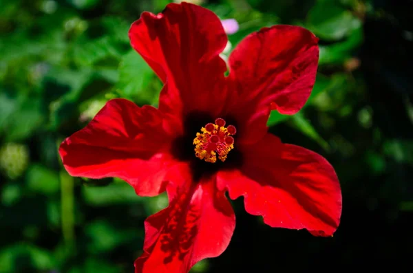 Rode Hibiscus Bloem Een Groene Achtergrond Tropische Tuin — Stockfoto