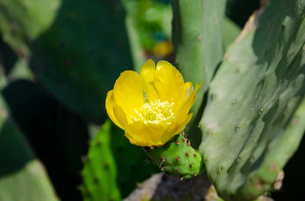 Cenário Bonito Arranjo Cacto Com Flor Amarela — Fotografia de Stock