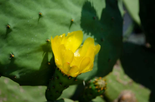 Beautiful Cactus Arrangement Scenery Yellow Blossom — Stock Photo, Image