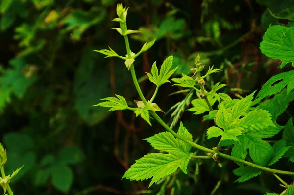 Campo Lúpulo Verde Linhas Lúpulo Totalmente Crescidas Campo Hops Baviera — Fotografia de Stock