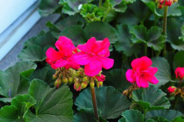 Burgundy ve Dark Pink Summer Martha Washington Sardunya Çiçeği Yaklaşın